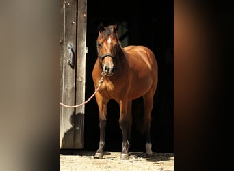 Paint Horse, Yegua, 2 años, 153 cm, Castaño