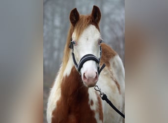 Paint Horse, Yegua, 2 años, 153 cm, Overo-todas las-capas