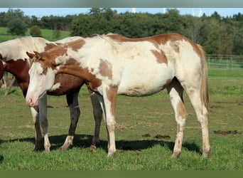 Paint Horse, Yegua, 2 años, 153 cm, Overo-todas las-capas