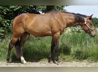 Paint Horse, Yegua, 2 años, 155 cm, Castaño