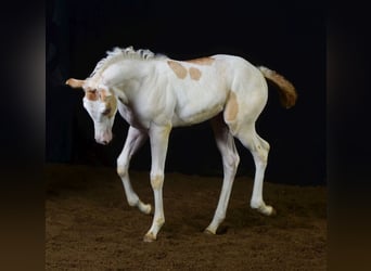 Paint Horse, Yegua, 2 años, 155 cm, Champán