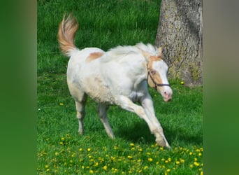 Paint Horse, Yegua, 2 años, 155 cm, Champán