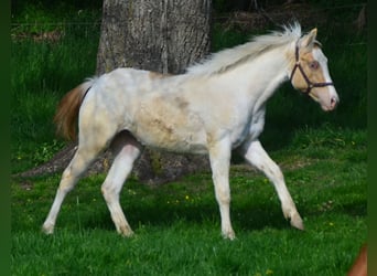 Paint Horse, Yegua, 2 años, 155 cm, Champán