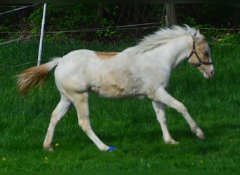 Paint Horse, Yegua, 2 años, 155 cm, Champán