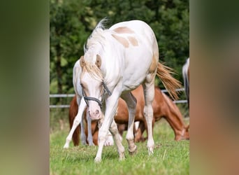 Paint Horse, Yegua, 2 años, 155 cm, Champán