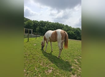 Paint Horse Mestizo, Yegua, 2 años, 155 cm, Champán