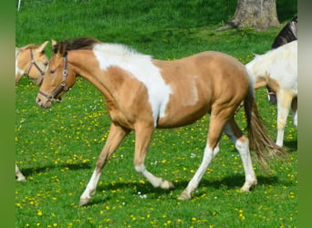 Paint Horse, Yegua, 2 años, 155 cm, Pío