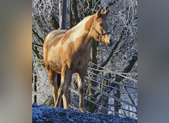 Paint Horse, Yegua, 2 años, 155 cm, Pío