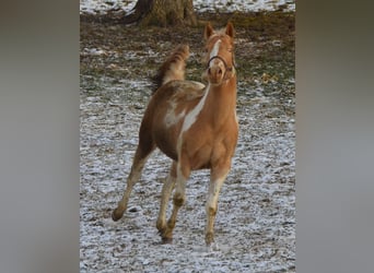 Paint Horse, Yegua, 2 años, 155 cm, Tobiano-todas las-capas