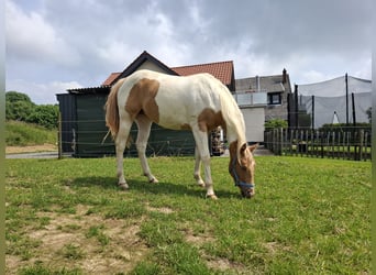 Paint Horse Mestizo, Yegua, 2 años, 156 cm, Champán