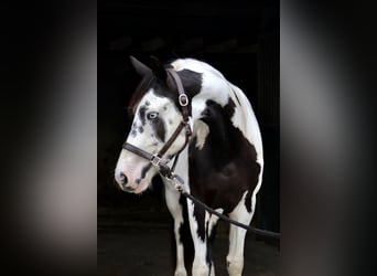 Paint Horse Mestizo, Yegua, 2 años, 156 cm, Overo-todas las-capas