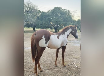 Paint Horse, Yegua, 2 años, Alazán rojizo