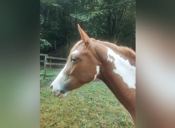 Paint Horse, Yegua, 2 años, Overo-todas las-capas