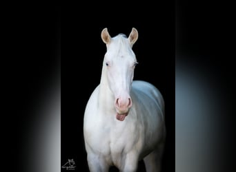 Paint Horse, Yegua, 2 años, Pío