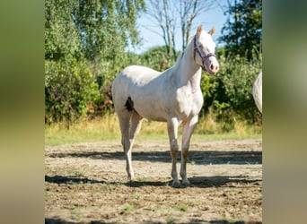 Paint Horse, Yegua, 2 años, Pío