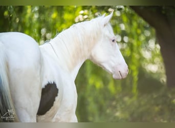 Paint Horse, Yegua, 2 años, Pío