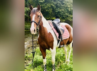 Paint Horse, Yegua, 3 años, 143 cm, Pío