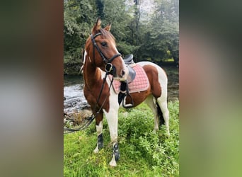 Paint Horse, Yegua, 3 años, 143 cm, Pío