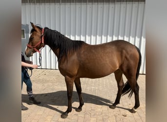 Paint Horse Mestizo, Yegua, 3 años, 145 cm, Castaño