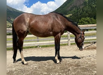Paint Horse, Yegua, 3 años, 145 cm, Overo-todas las-capas