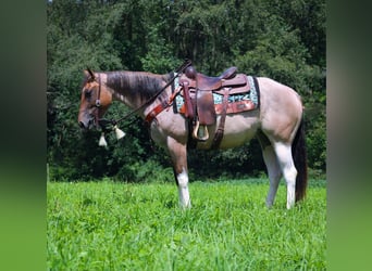 Paint Horse Mestizo, Yegua, 3 años, 147 cm, Pío