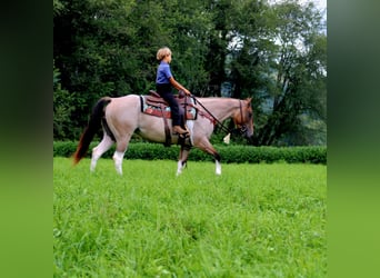 Paint Horse Mestizo, Yegua, 3 años, 147 cm, Pío