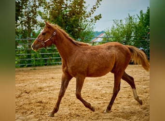 Paint Horse, Yegua, 3 años, 150 cm, Alazán