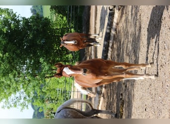 Paint Horse, Yegua, 3 años, 150 cm, Alazán