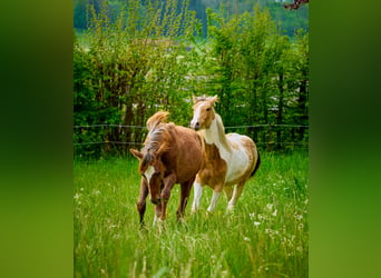 Paint Horse, Yegua, 3 años, 150 cm, Alazán