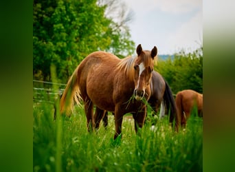 Paint Horse, Yegua, 3 años, 150 cm, Alazán