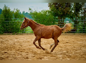 Paint Horse, Yegua, 3 años, 150 cm, Alazán