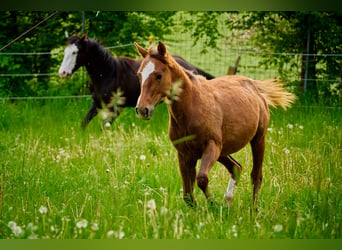 Paint Horse, Yegua, 3 años, 150 cm, Alazán