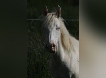 Paint Horse, Yegua, 3 años, 150 cm, Perlino