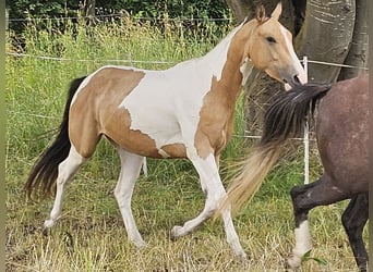 Paint Horse, Yegua, 3 años, 150 cm, Tobiano-todas las-capas