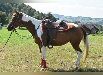 Paint Horse, Yegua, 3 años, 150 cm, Tovero-todas las-capas