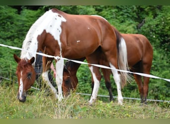 Paint Horse, Yegua, 3 años, 150 cm, Tovero-todas las-capas
