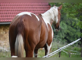 Paint Horse, Yegua, 3 años, 150 cm, Tovero-todas las-capas