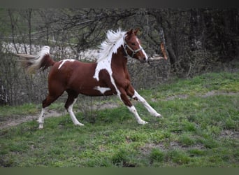 Paint Horse, Yegua, 3 años, 150 cm, Tovero-todas las-capas