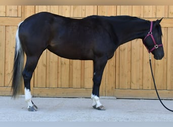 Paint Horse, Yegua, 3 años, 153 cm, Tobiano-todas las-capas