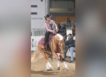 Paint Horse, Yegua, 3 años, 154 cm, Palomino