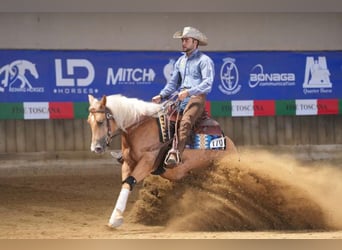 Paint Horse, Yegua, 3 años, 154 cm, Palomino