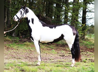 Paint Horse Mestizo, Yegua, 3 años, 157 cm