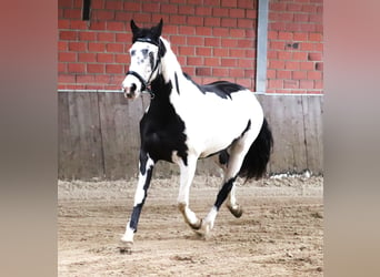 Paint Horse Mestizo, Yegua, 3 años, 157 cm