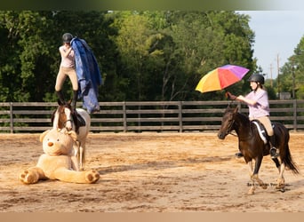 Paint Horse, Yegua, 4 años, 137 cm, Pío