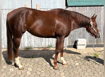 Paint Horse, Yegua, 4 años, 142 cm, Alazán