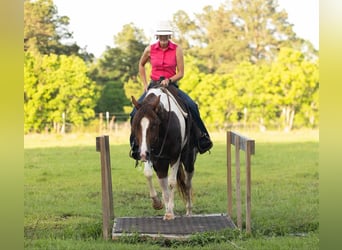Paint Horse, Yegua, 4 años, 145 cm, Tobiano-todas las-capas