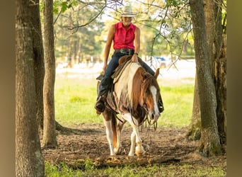 Paint Horse, Yegua, 4 años, 145 cm, Tobiano-todas las-capas