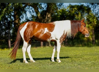 Paint Horse, Yegua, 4 años, 145 cm, Tobiano-todas las-capas