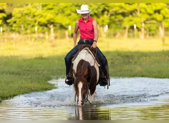 Paint Horse, Yegua, 4 años, 145 cm, Tobiano-todas las-capas
