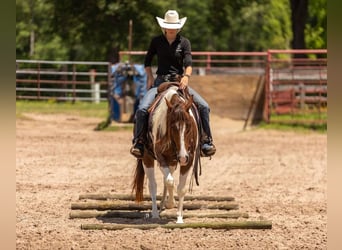 Paint Horse, Yegua, 4 años, 145 cm, Tobiano-todas las-capas